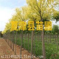 果桑树苗多少钱一棵(台湾大桑果苗价格多少钱一棵？如何种植？)