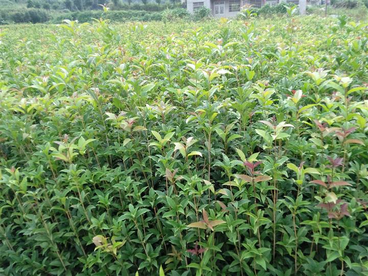 丹桂紅花丹桂紅葉石楠香樟樹苗湖北常青苗圃場常年供應各規格桂花樹