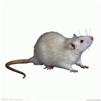 上海消杀老鼠公司|普陀区灭鼠|电子驱鼠器原理