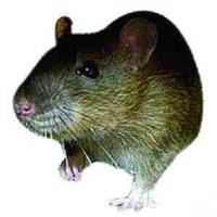 浦东新区灭老鼠|超市驱老鼠|驱鼠器有效吗