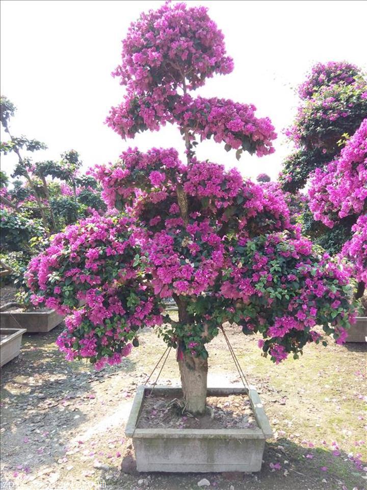 福建三角梅桩景(bougainvillea spectabilis willd.