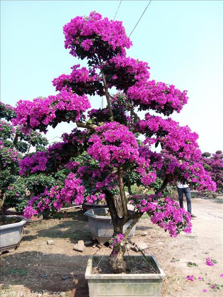 福建三角梅桩景(bougainvillea spectabilis willd.