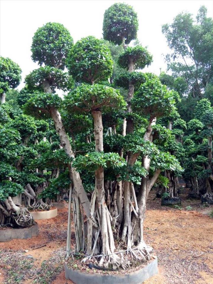 小叶榕/榕树盆景/细叶榕/榕树-菩提榕/菩提树-福建小叶榕桩头-福建